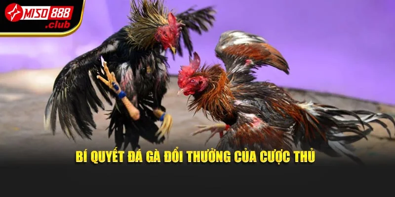 Bí quyết đá gà đổi thưởng của cược thủ