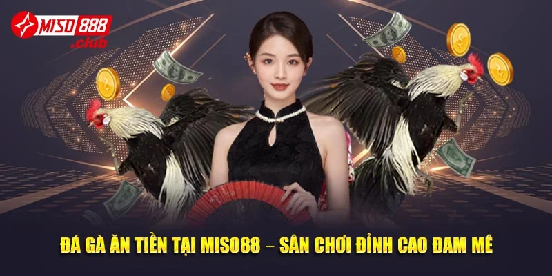 Đá Gà Ăn Tiền Tại MISO88 – Sân Chơi Đỉnh Cao Đam Mê