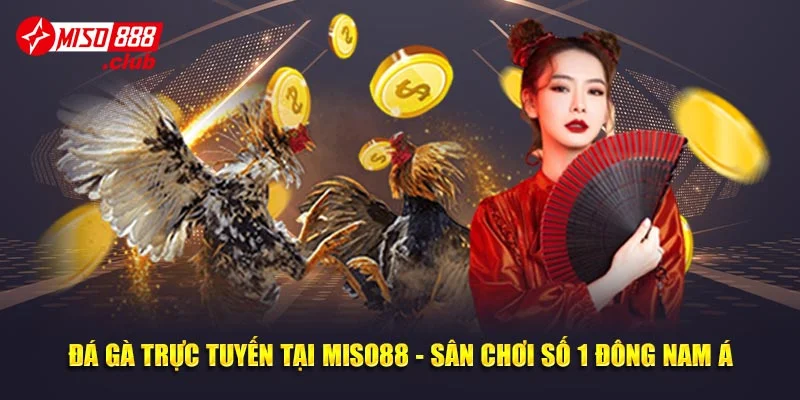 Đá Gà Trực Tuyến Tại MISO88 - Sân Chơi Số 1 Đông Nam Á