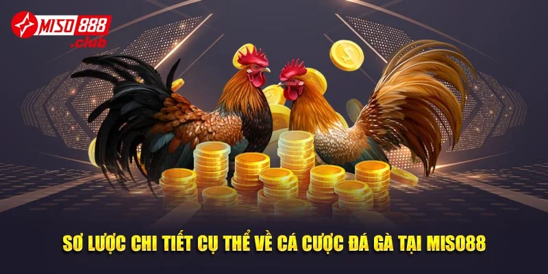 Sơ lược chi tiết cụ thể về cá cược đá gà tại Miso88