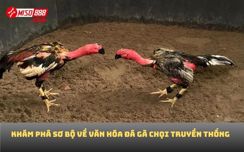 Khám phá sơ bộ về văn hóa đá gà chọi truyền thống