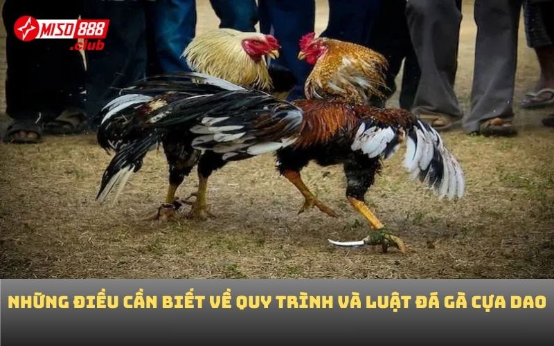 Những điều cần biết về quy trình và luật đá gà cựa dao
