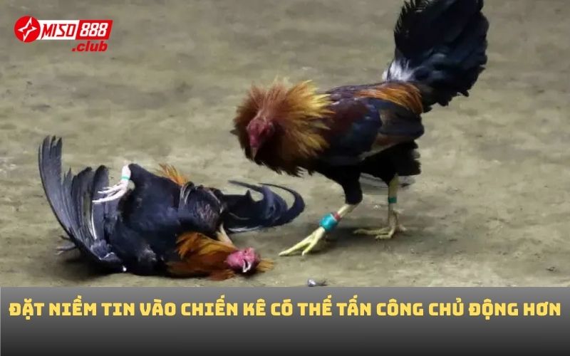 Đặt niềm tin vào chiến kê có thế tấn công chủ động hơn