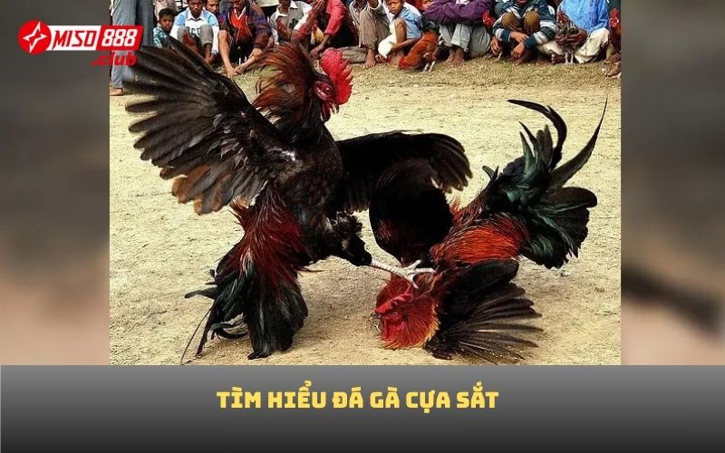 Tìm hiểu đá gà cựa sắt