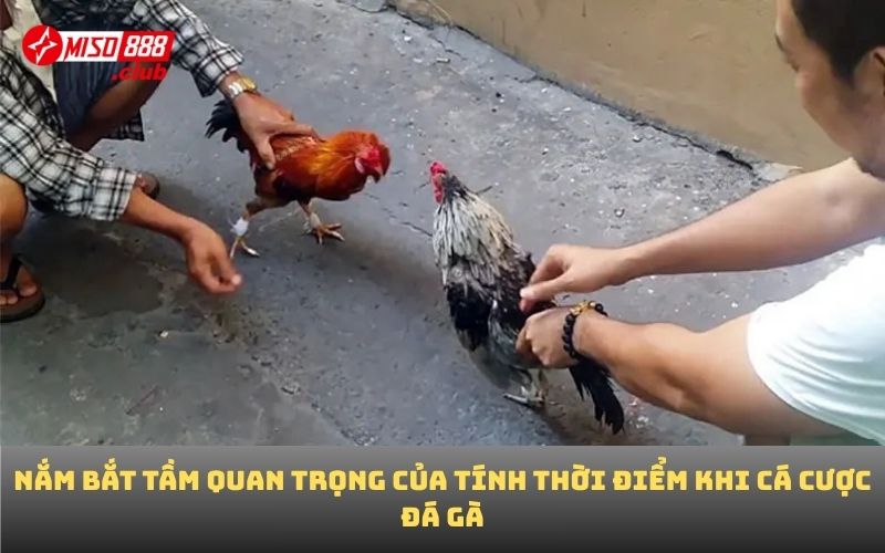 Nắm bắt tầm quan trọng của tính thời điểm khi cá cược đá gà