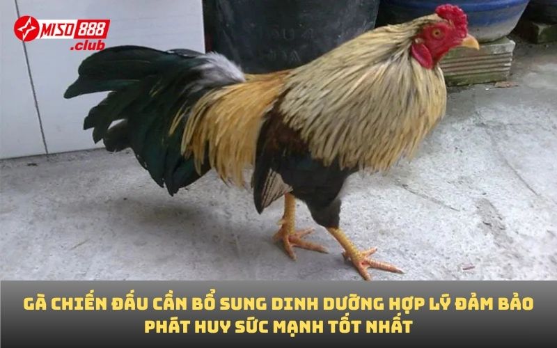 Gà chiến đấu cần bổ sung dinh dưỡng hợp lý đảm bảo phát huy sức mạnh tốt nhất
