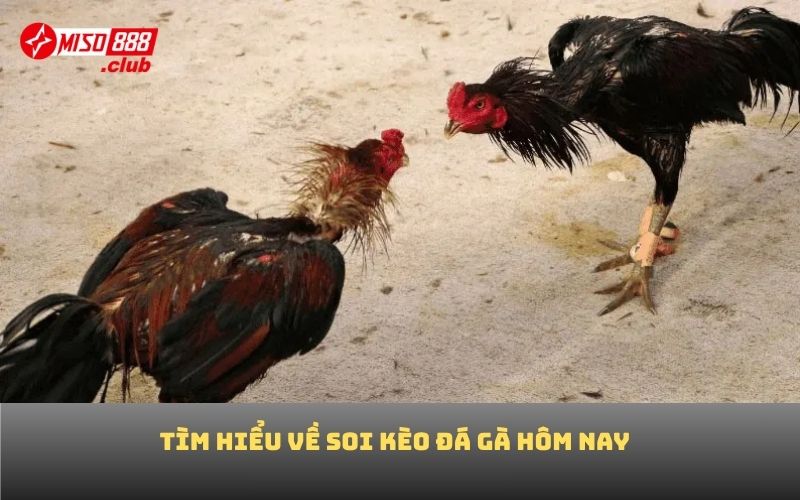 Tìm hiểu về soi kèo đá gà hôm nay